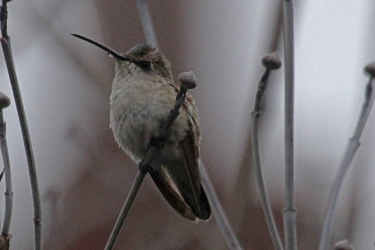 Black-chinned Hummingbird - ML22486291