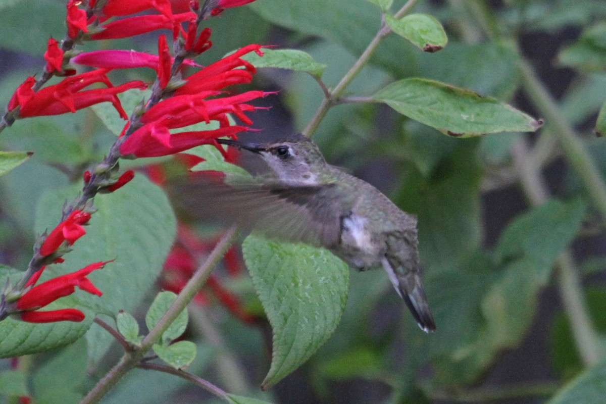 Black-chinned Hummingbird - ML22486301