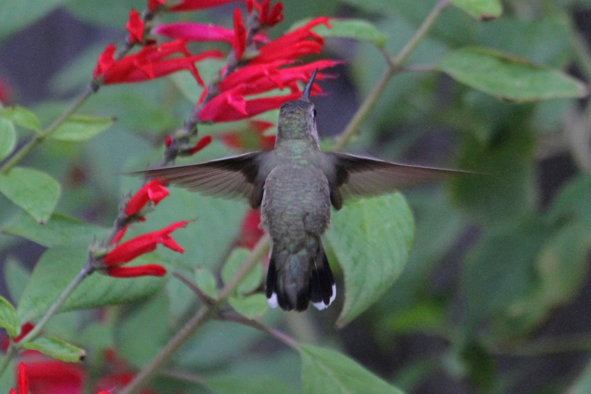Black-chinned Hummingbird - ML22486311