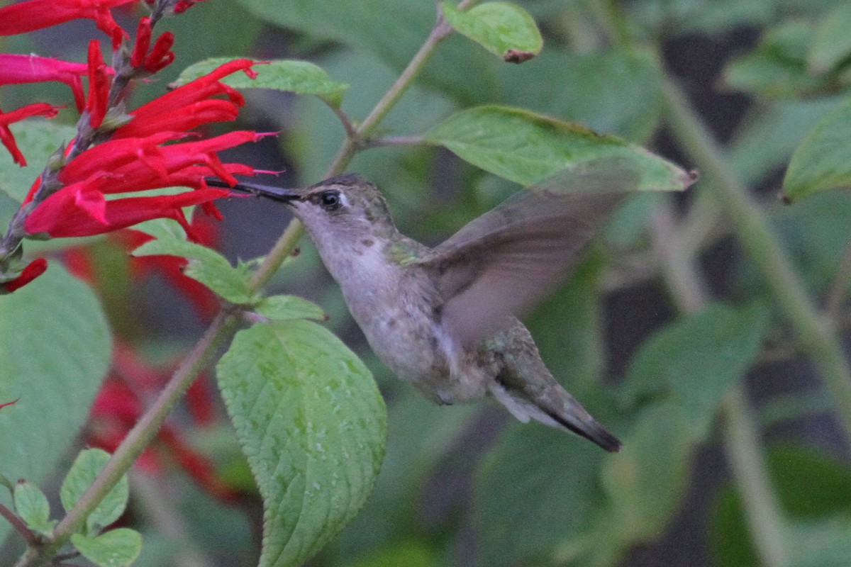 Black-chinned Hummingbird - ML22486331
