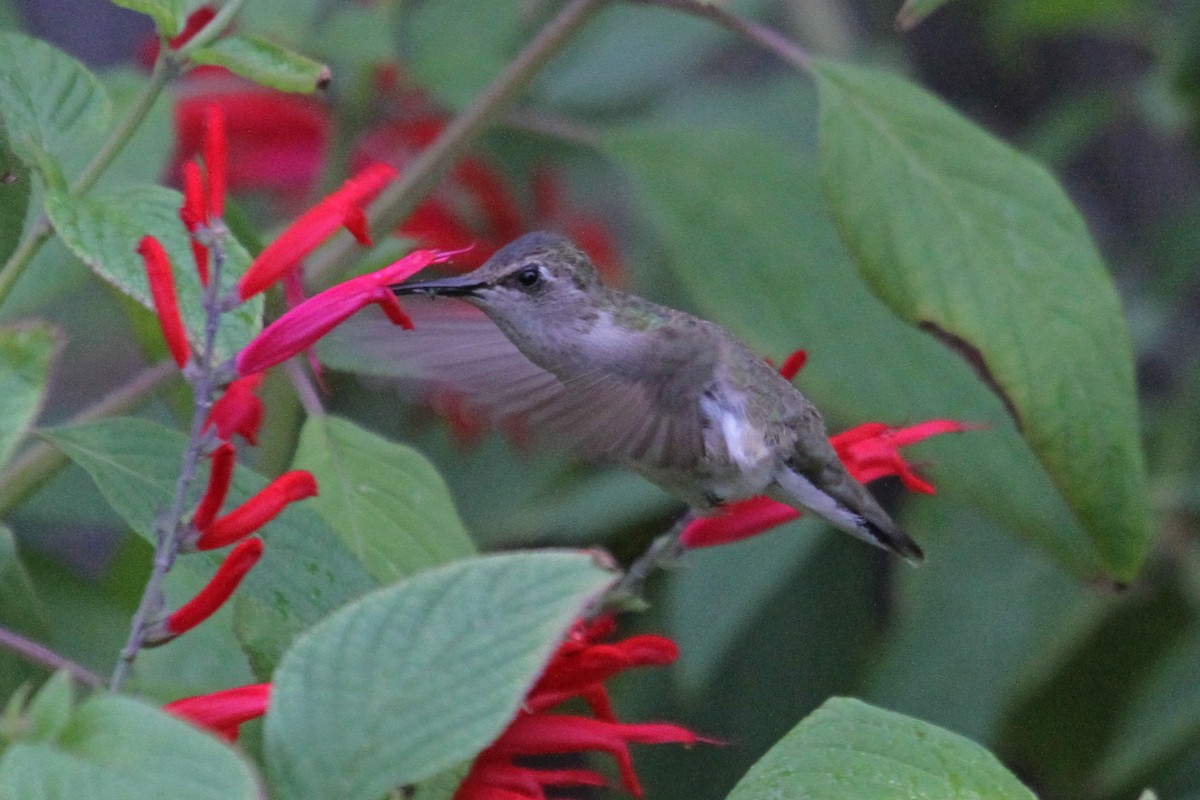 Black-chinned Hummingbird - ML22486341