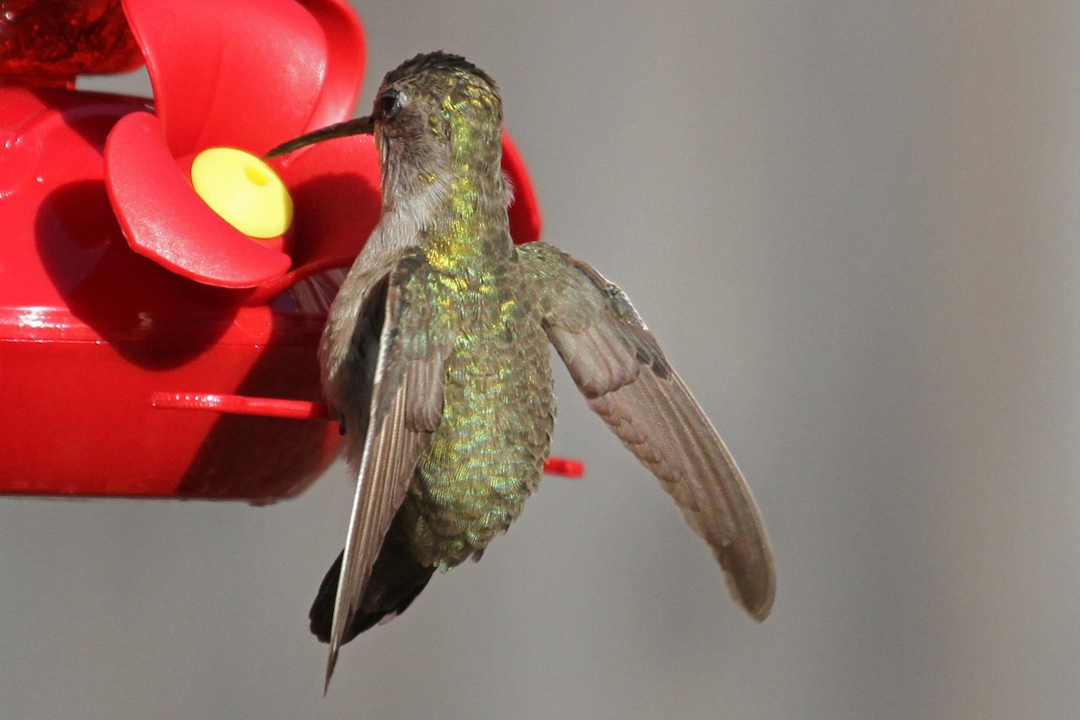 Black-chinned Hummingbird - ML22486841