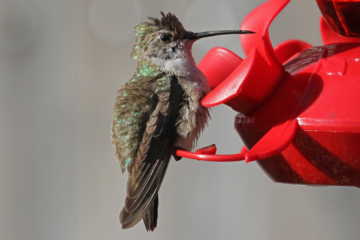 Black-chinned Hummingbird - ML22486851