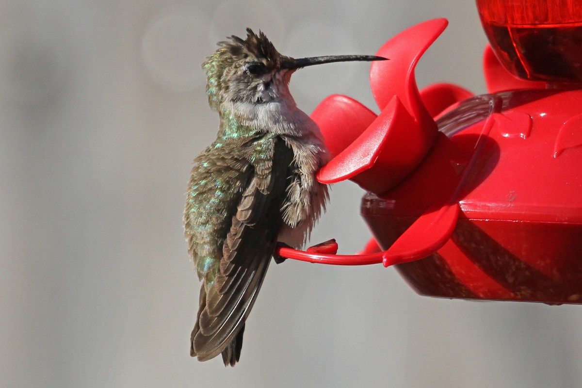 Black-chinned Hummingbird - Jeffrey Offermann