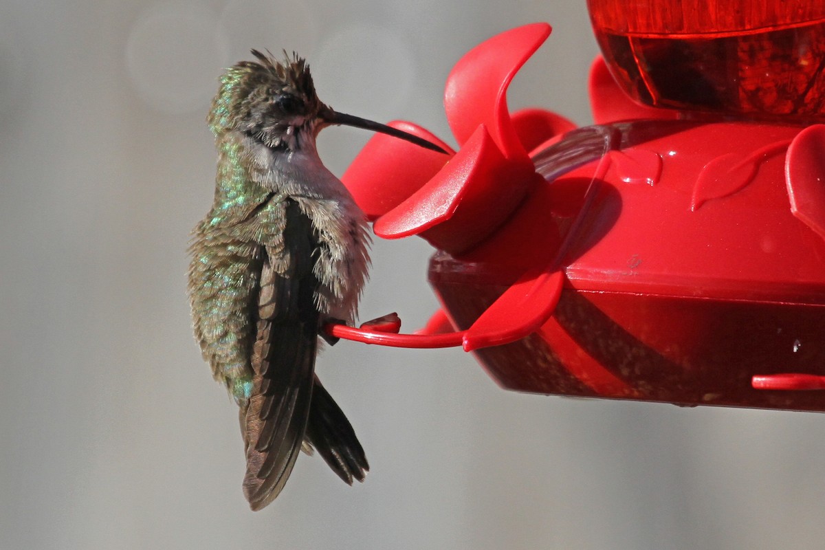 Black-chinned Hummingbird - ML22486871