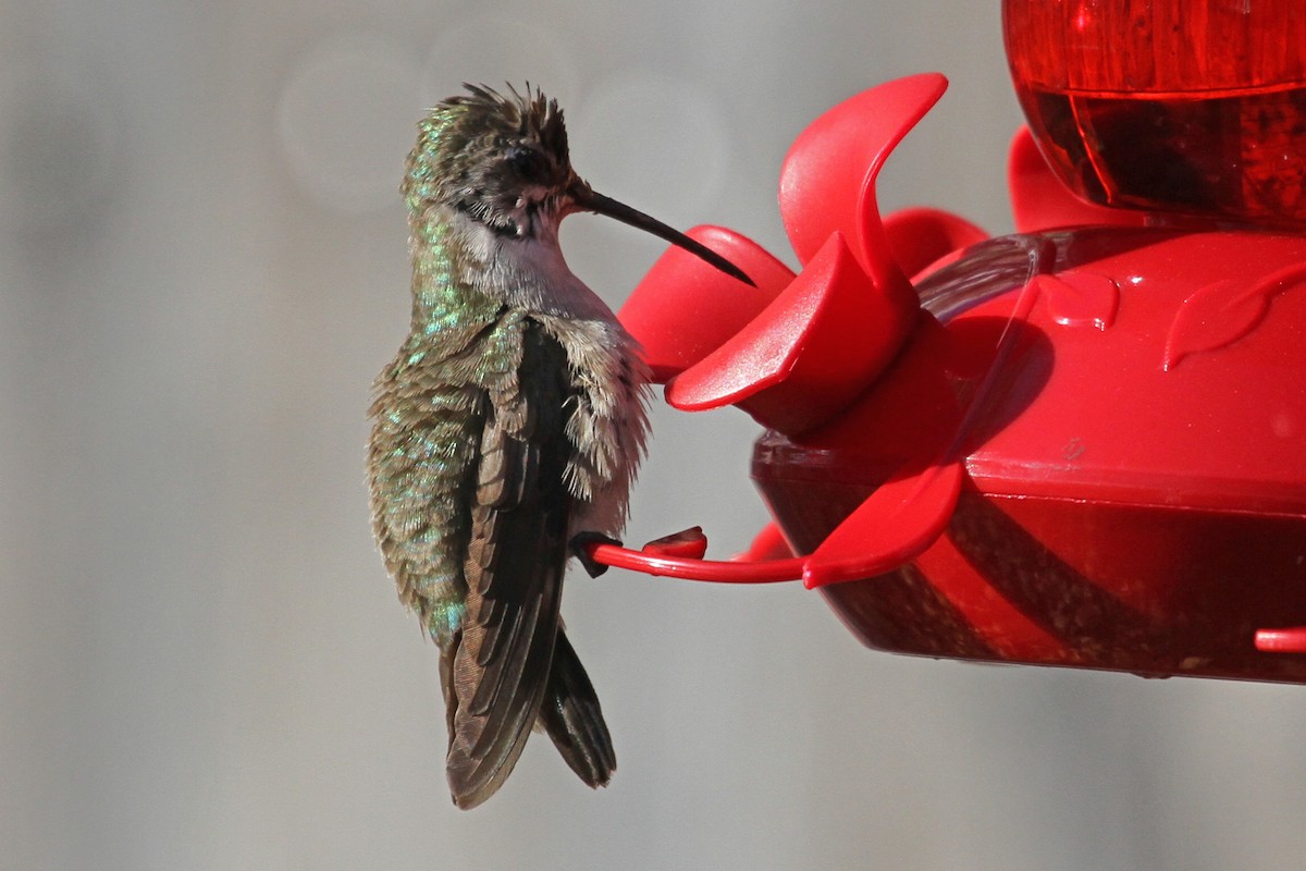 Black-chinned Hummingbird - ML22486881