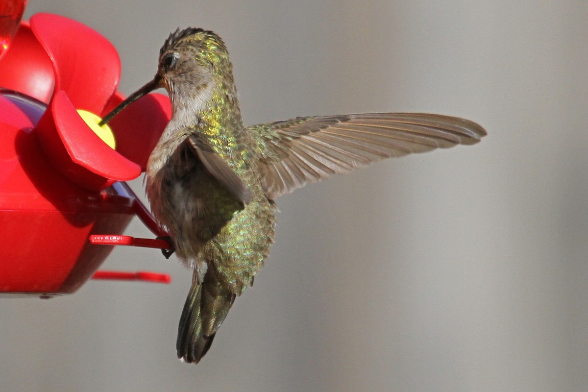 Black-chinned Hummingbird - Jeffrey Offermann