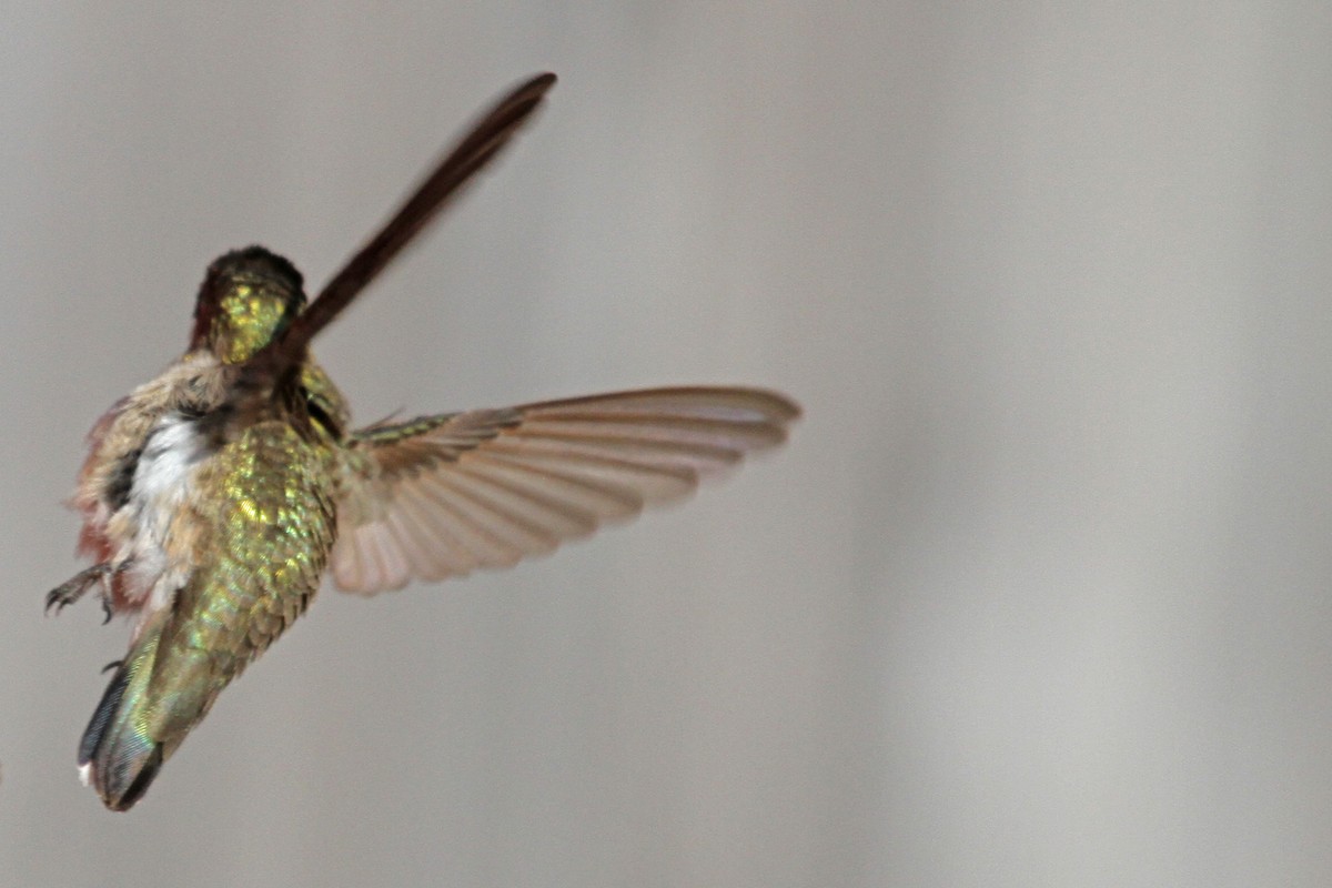 Black-chinned Hummingbird - ML22486941