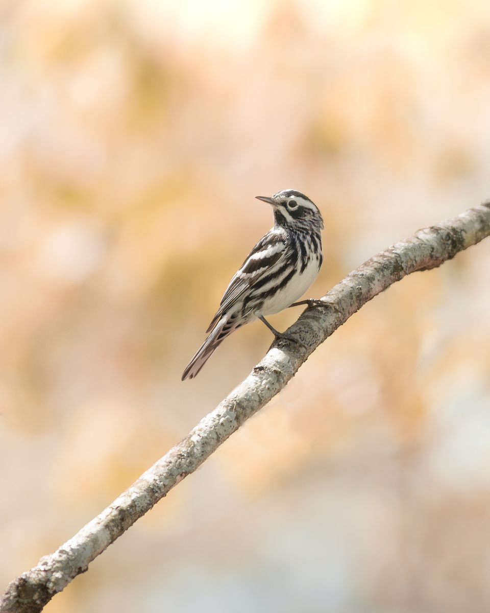 Black-and-white Warbler - ML224874931