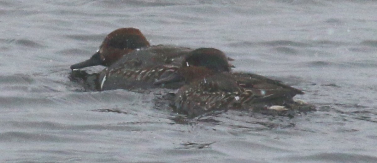 Green-winged Teal - ML22487671