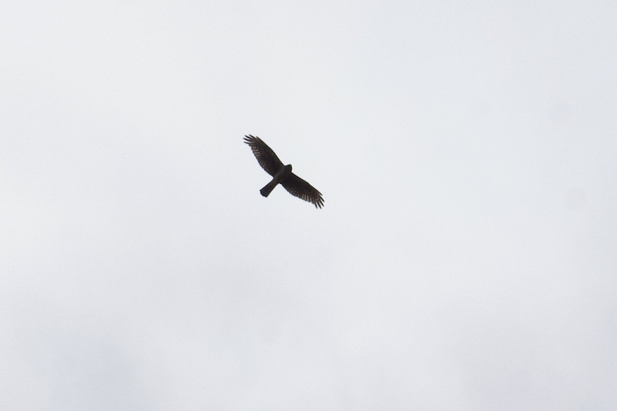 Northern Harrier - Andrew Bell