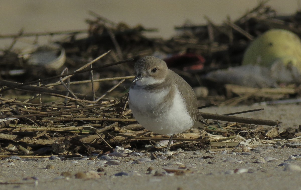 Two-banded Plover - ML224882631