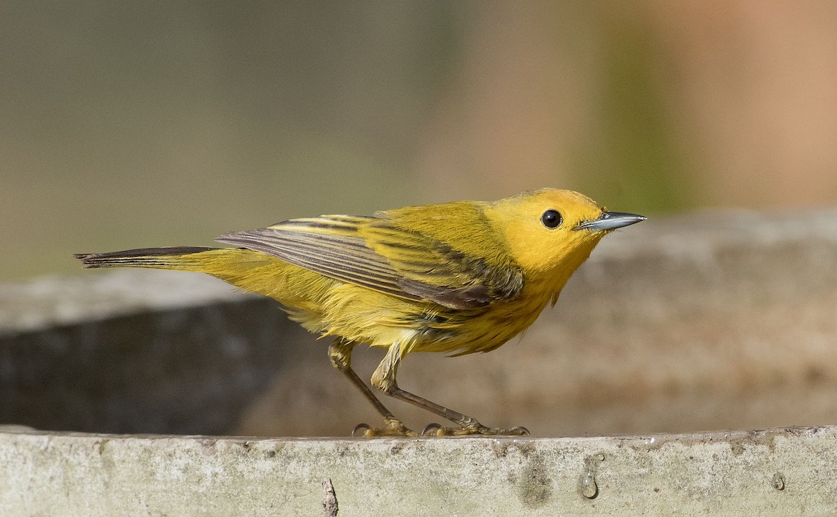 Yellow Warbler (Golden) - ML224882641