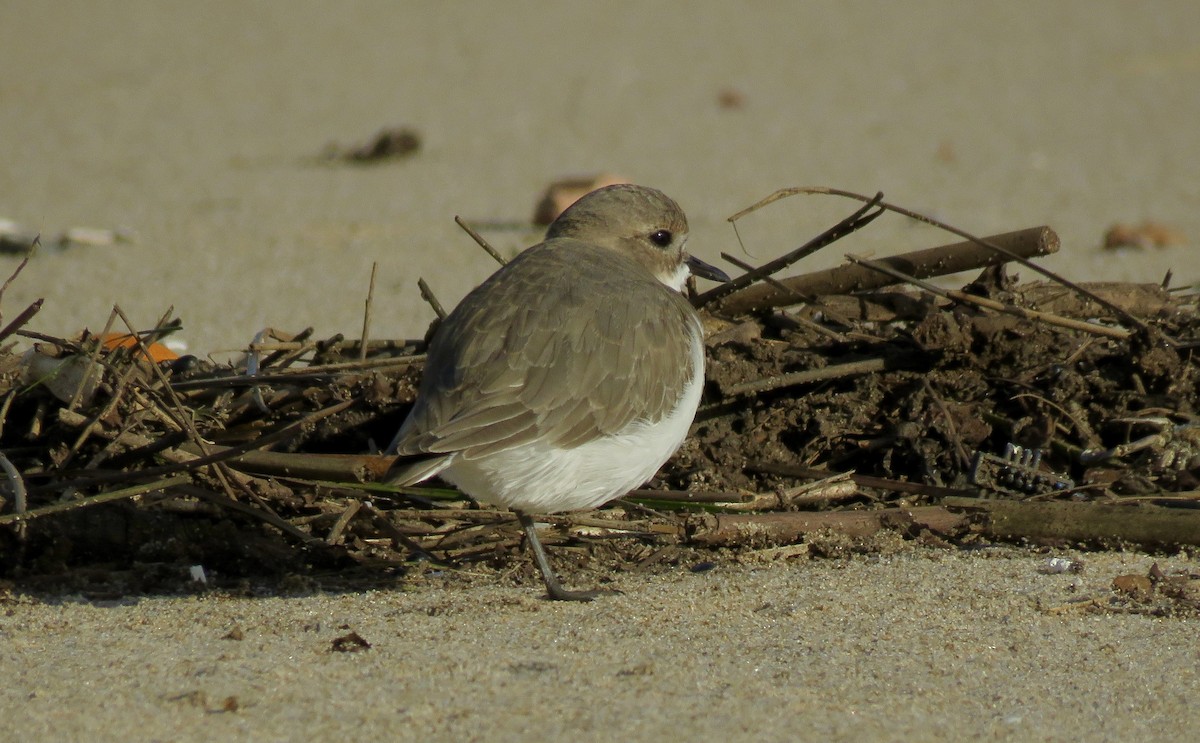 Two-banded Plover - ML224882651