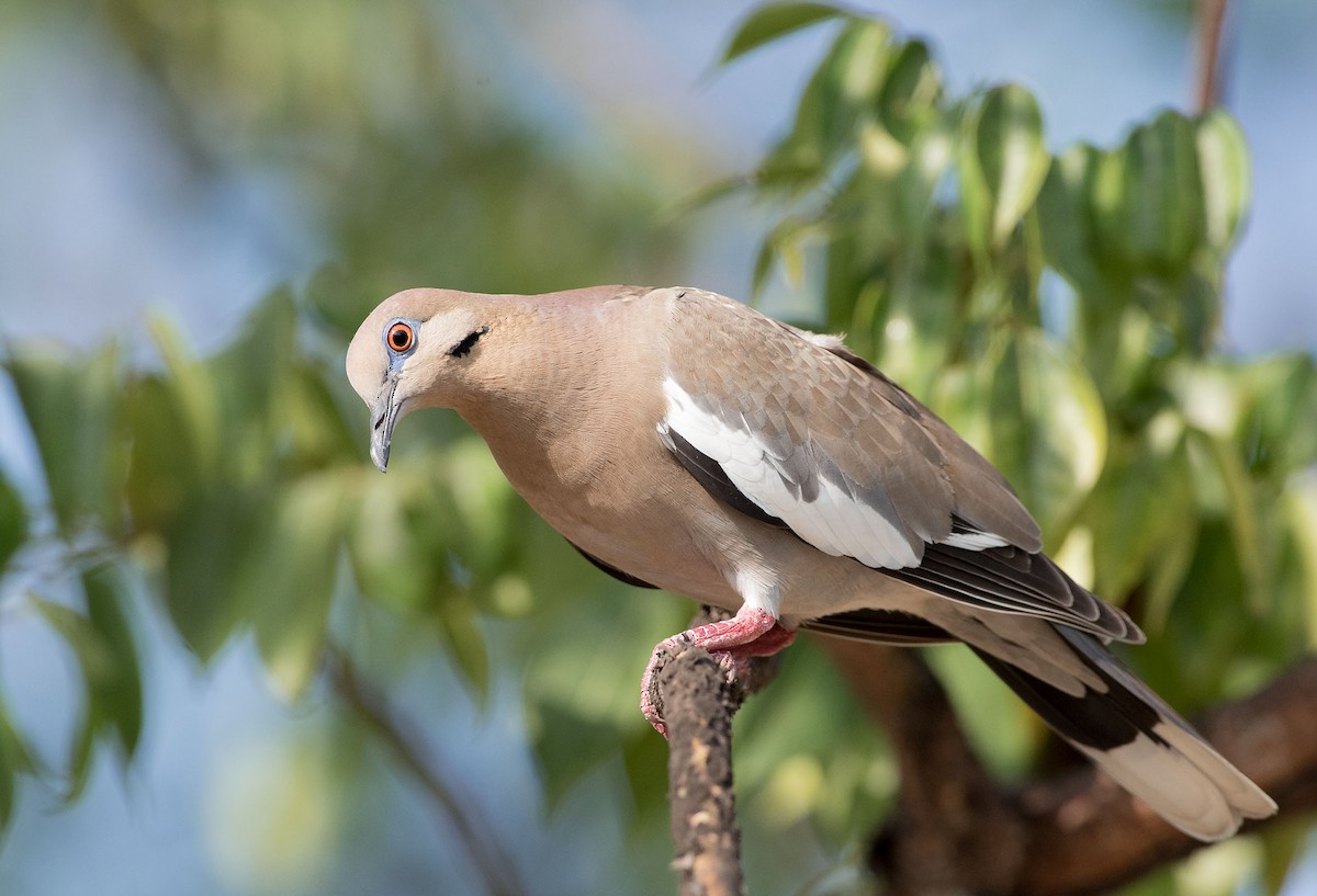 White-winged Dove - Denny Swaby