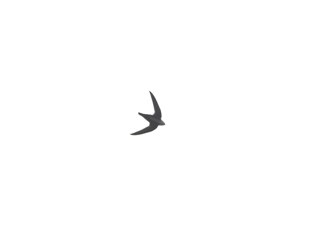 White-throated Swift - Norman Uyeda