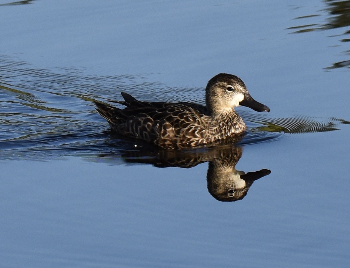 Blue-winged Teal - ML224887711