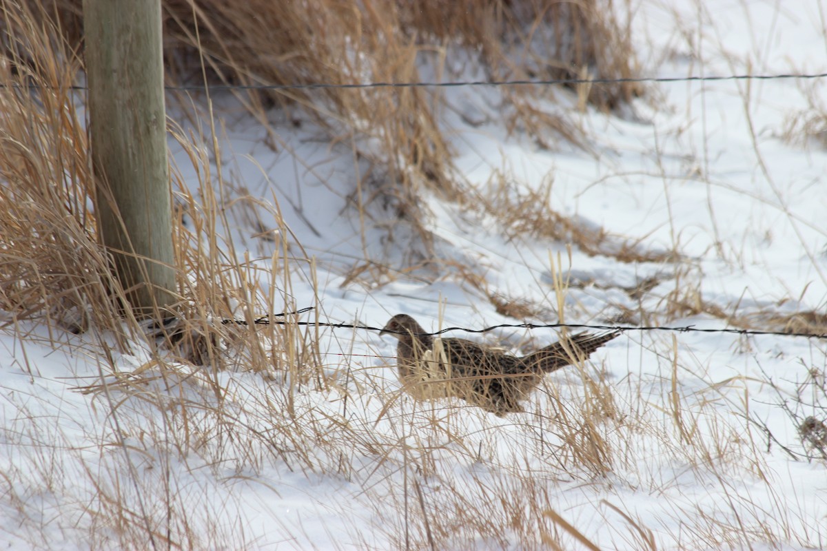 Ring-necked Pheasant - Donald Jones