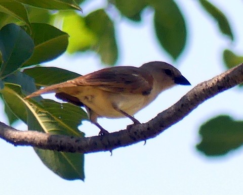 Northern Gray-headed Sparrow - ML224894491