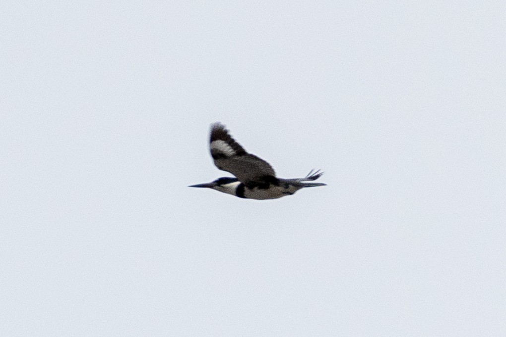 Belted Kingfisher - ML224895271