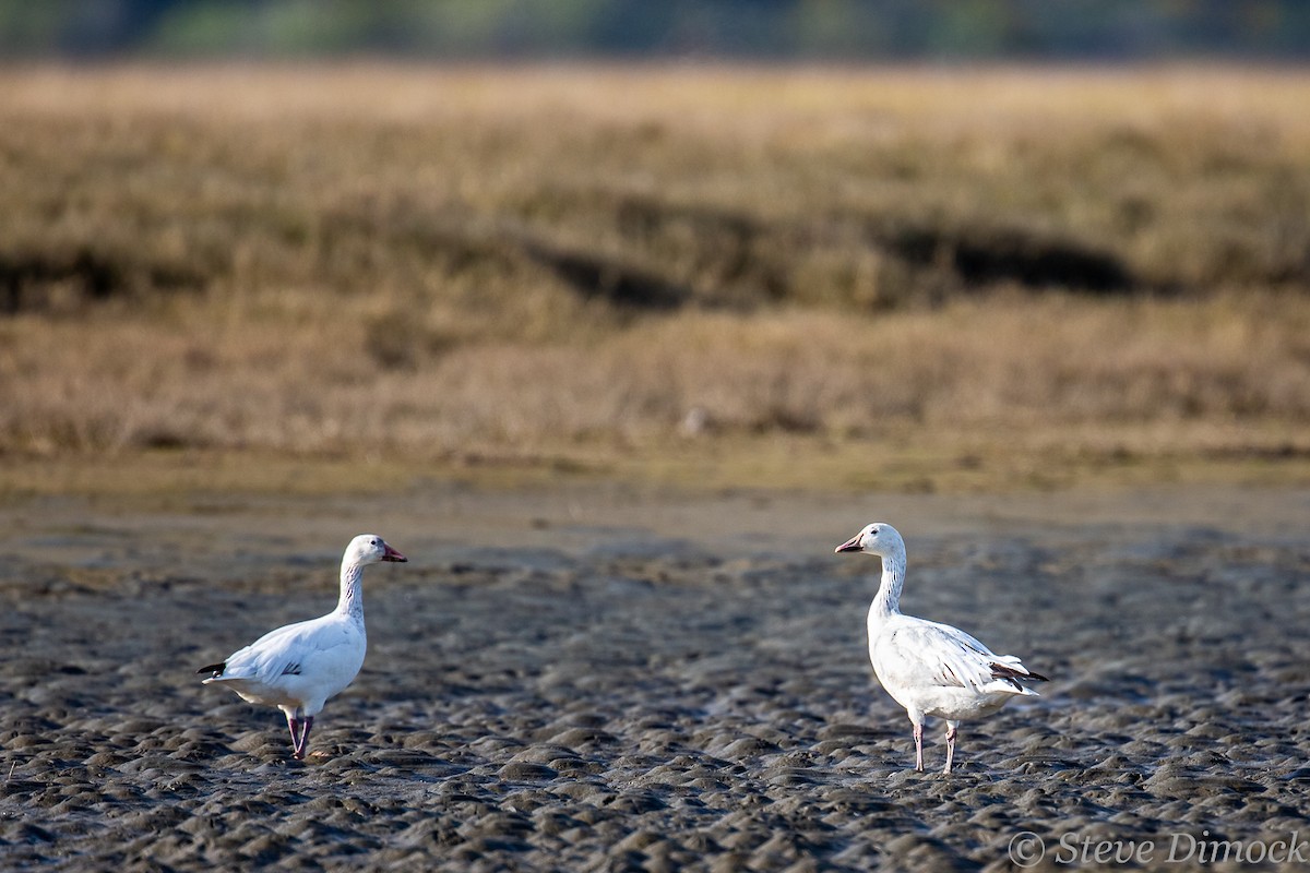 Ebird Checklist - 16 Apr 2020 - Bandon Marsh Nwr--observation Deck - 12 