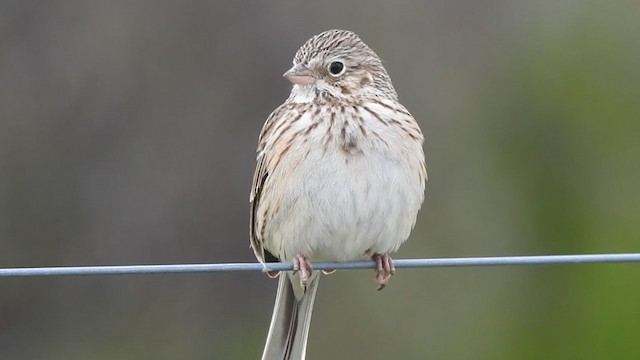 Vesper Sparrow - ML224901001