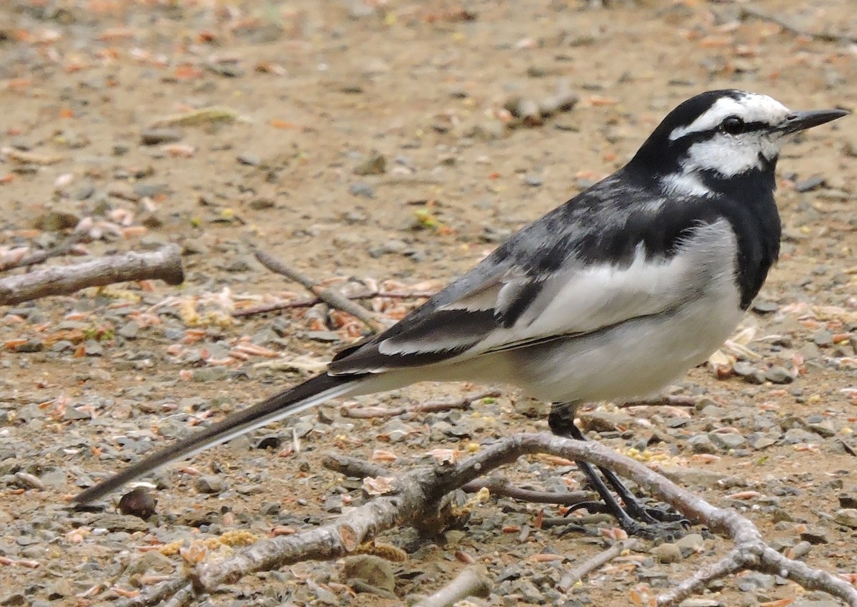 White Wagtail (Black-backed) - ML224901111