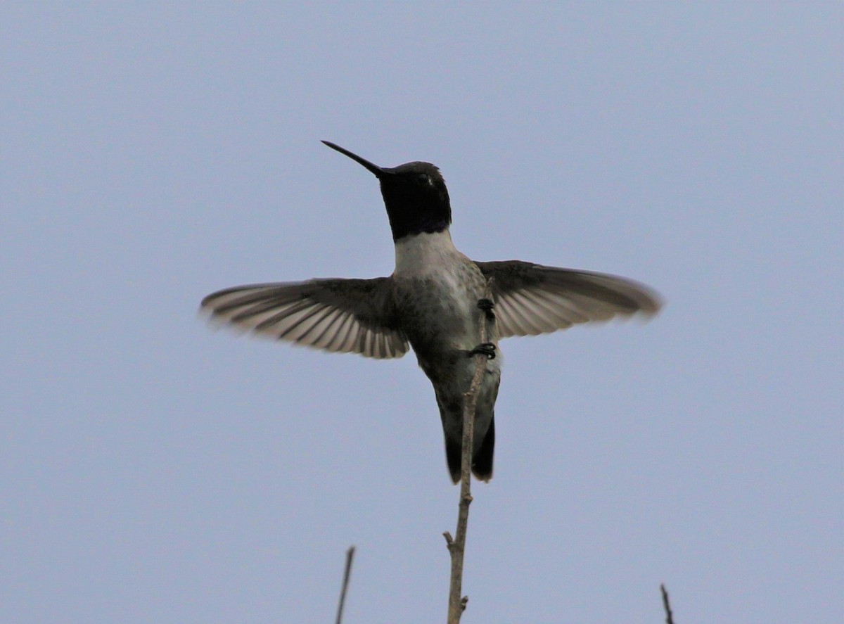 Black-chinned Hummingbird - Larry Schmahl