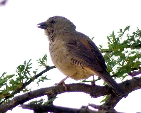 Swahili Sparrow - Femi Faminu