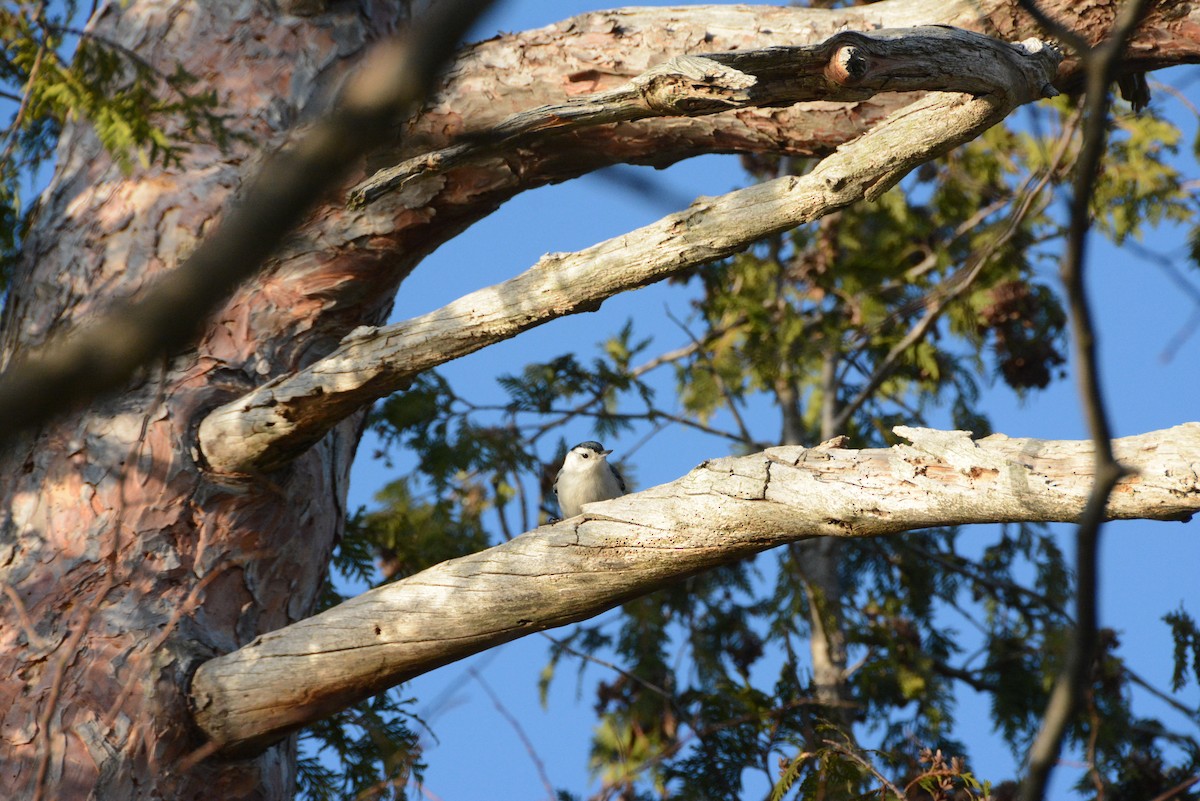 White-breasted Nuthatch - ML224907241