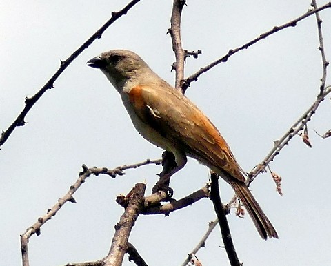Northern Gray-headed Sparrow - ML224907291