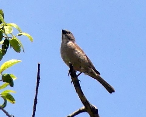 Northern Gray-headed Sparrow - ML224907301