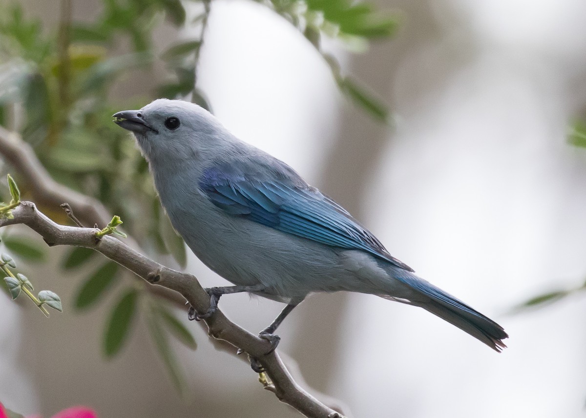 Blue-gray Tanager - ML224910961
