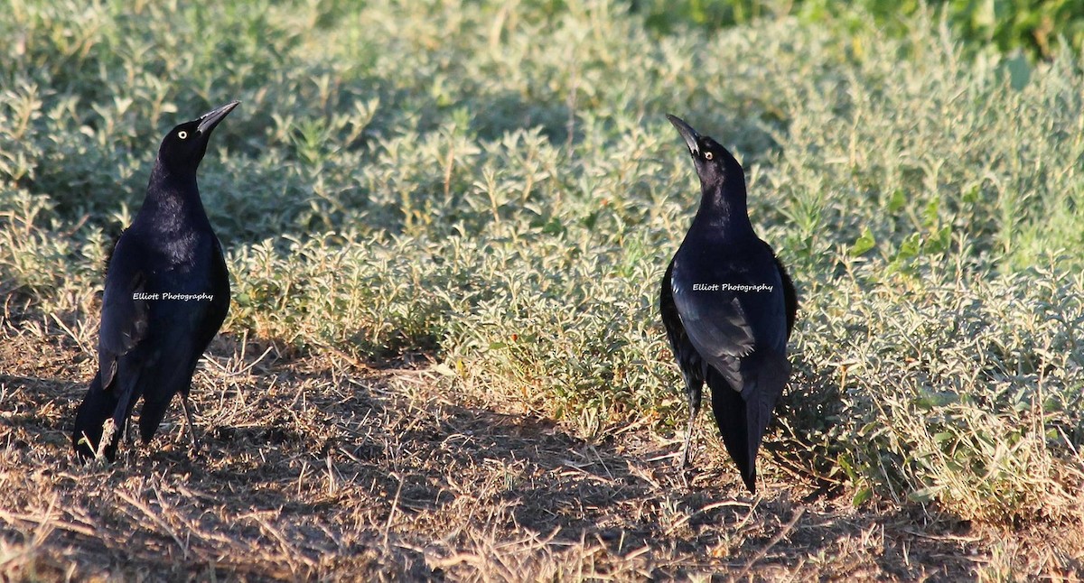 Great-tailed Grackle - ML22491361