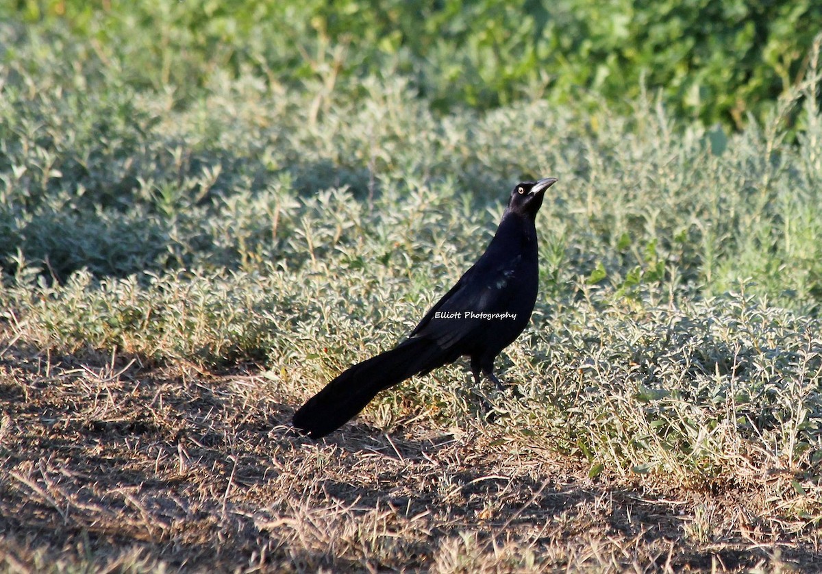 Great-tailed Grackle - ML22491371