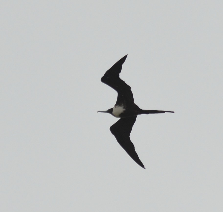 Magnificent Frigatebird - ML224916841