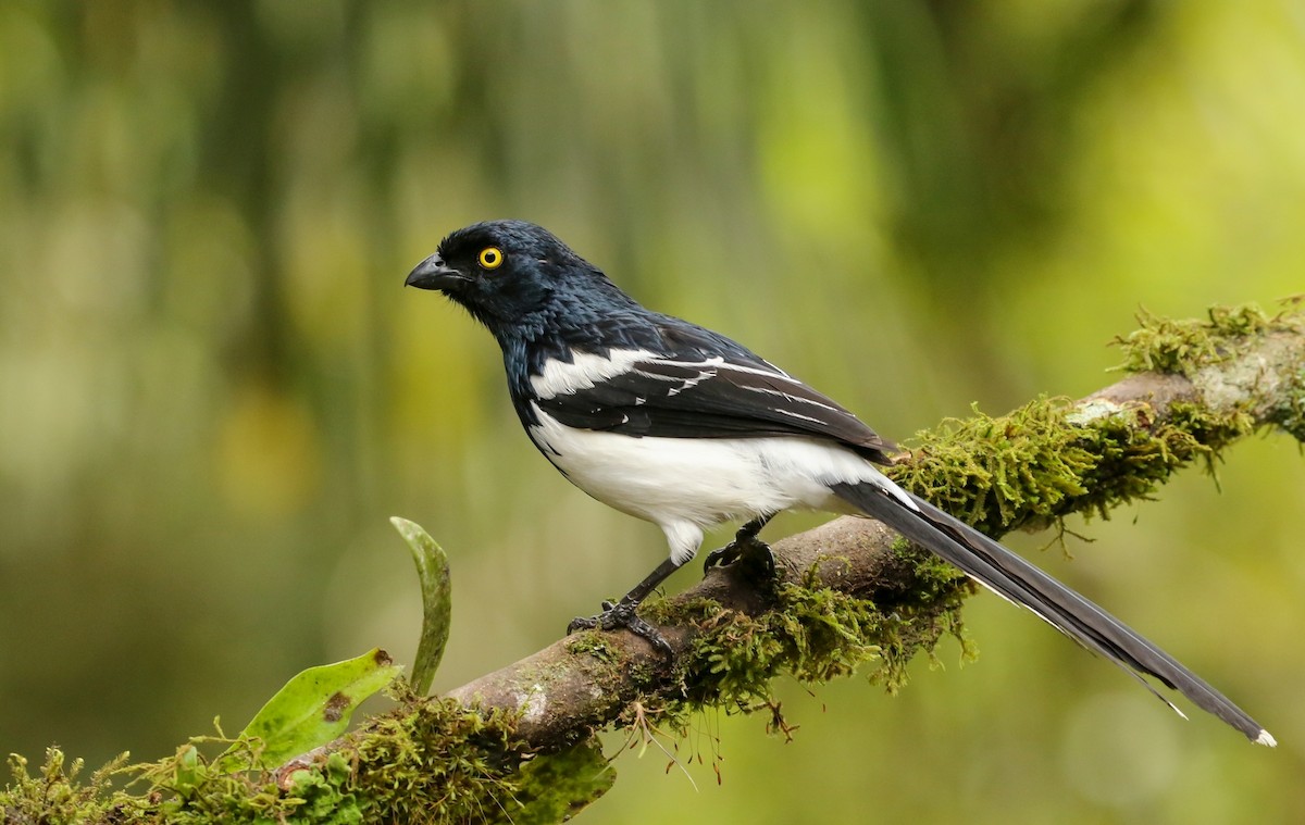 Magpie Tanager - ML224930091