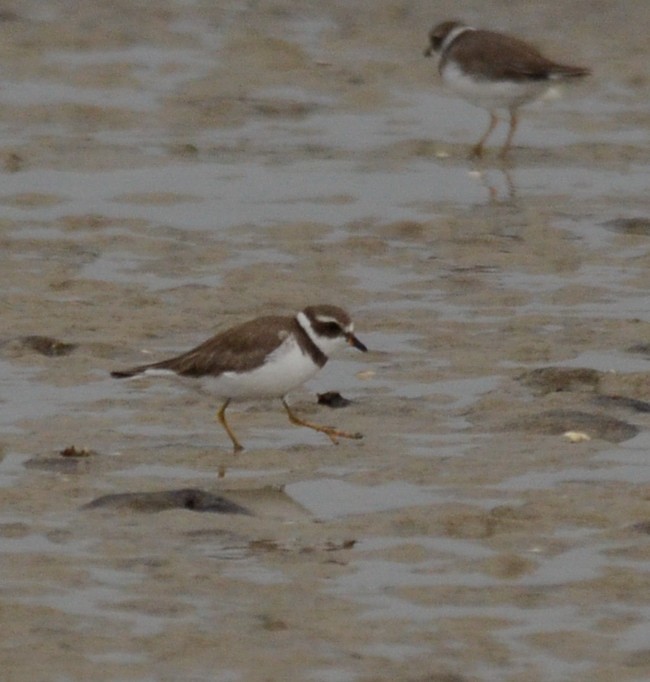 Semipalmated Plover - ML224930951