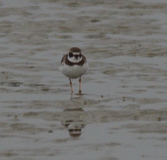 Semipalmated Plover - ML224931501
