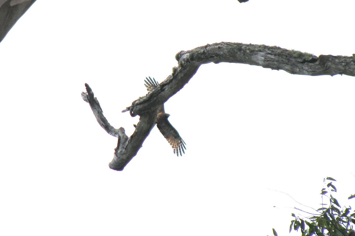 Square-tailed Kite - Ann Haverstock
