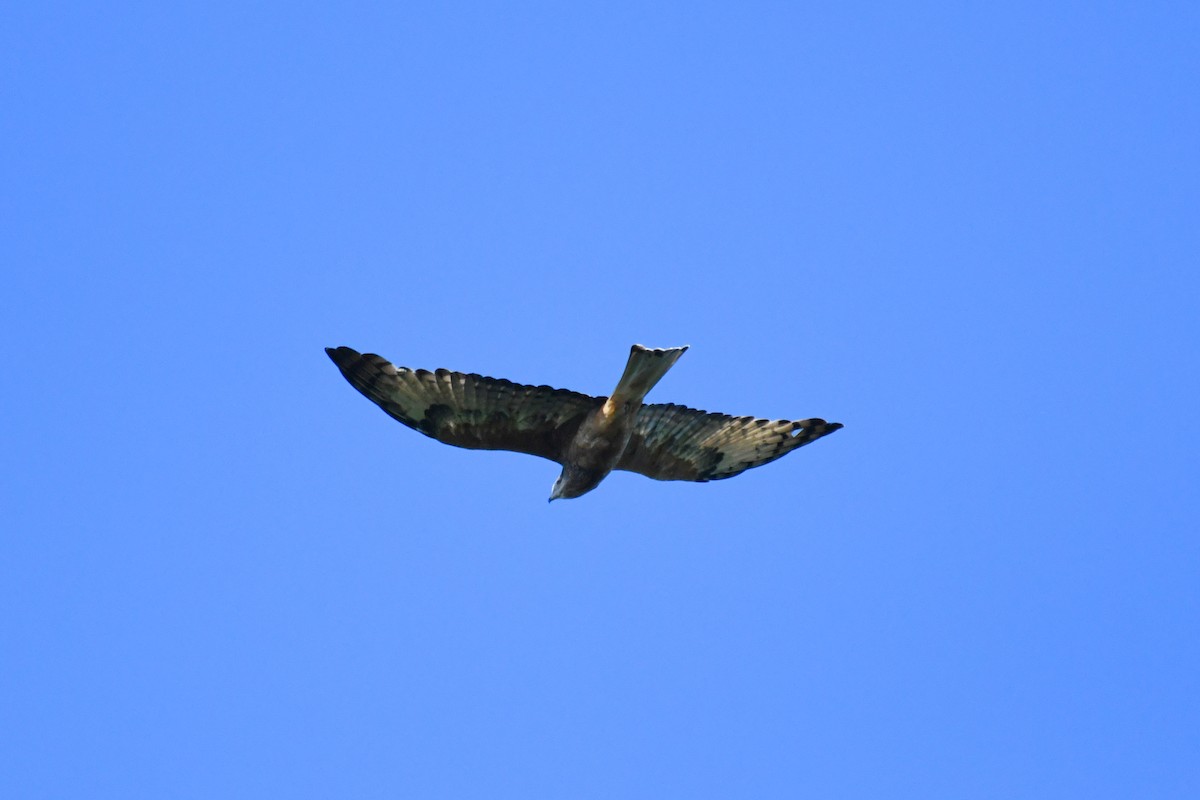 Square-tailed Kite - Wayne Schulz