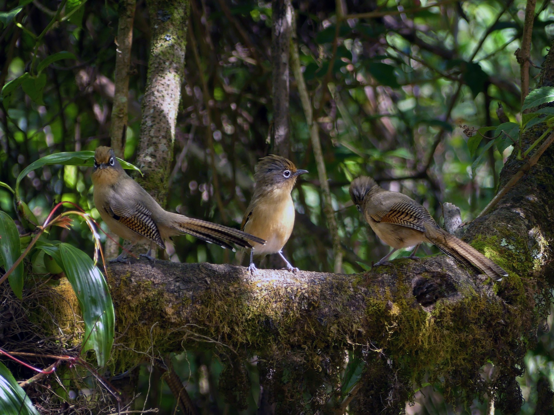 Spectacled Barwing - eBird