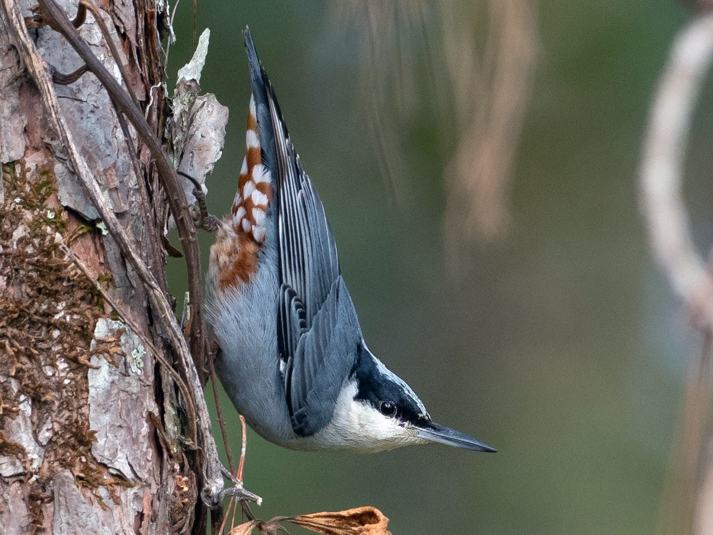Giant Nuthatch - Phil Chaon