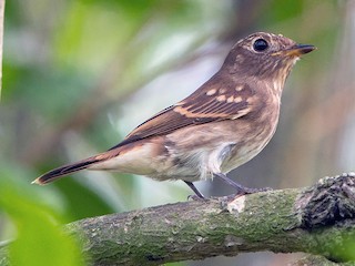 Молодая птица (Brown-streaked) - Adrian Silas Tay - ML224939681
