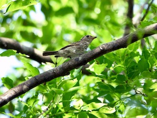 Молодая птица (Brown-streaked) - Ramesh T - ML224939711