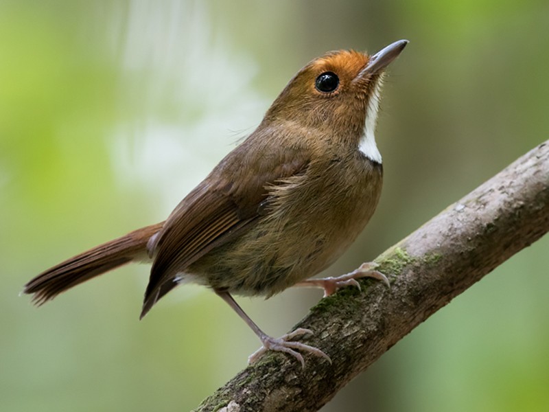 Rufous-browed Flycatcher - Lars Petersson | My World of Bird Photography