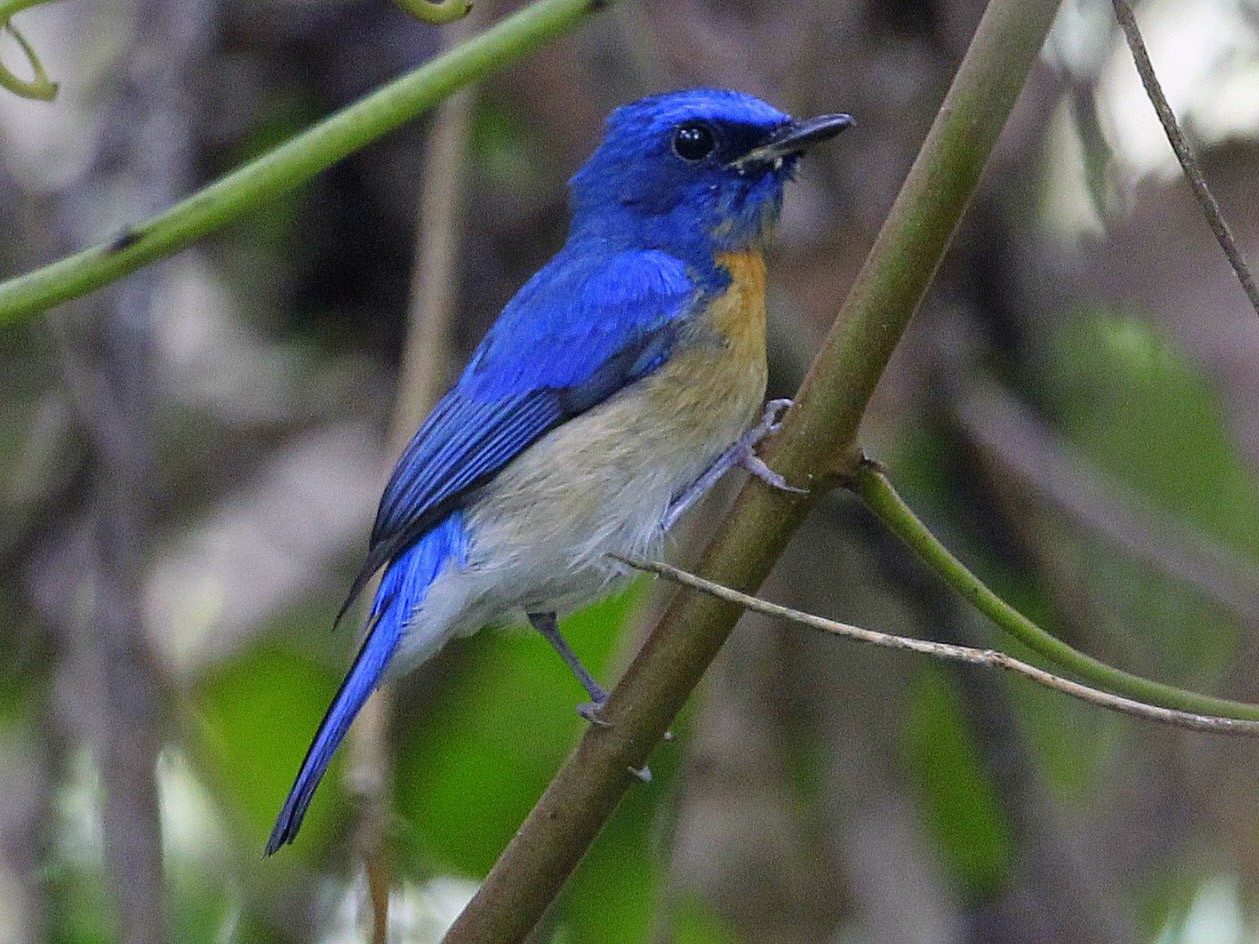 Malaysian Blue Flycatcher - Carmelo López Abad