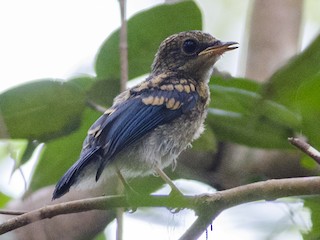Молодая птица - Wachara  Sanguansombat - ML224940711