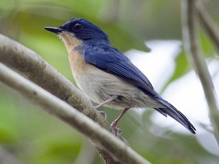 นกเพศเมียเต็มวัย - Wachara  Sanguansombat - ML224940721