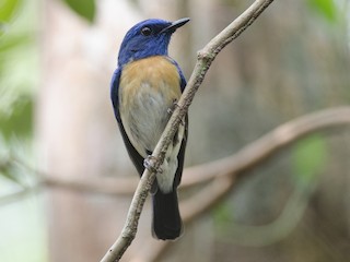 นกเพศผู้เต็มวัย - Wachara  Sanguansombat - ML224940771